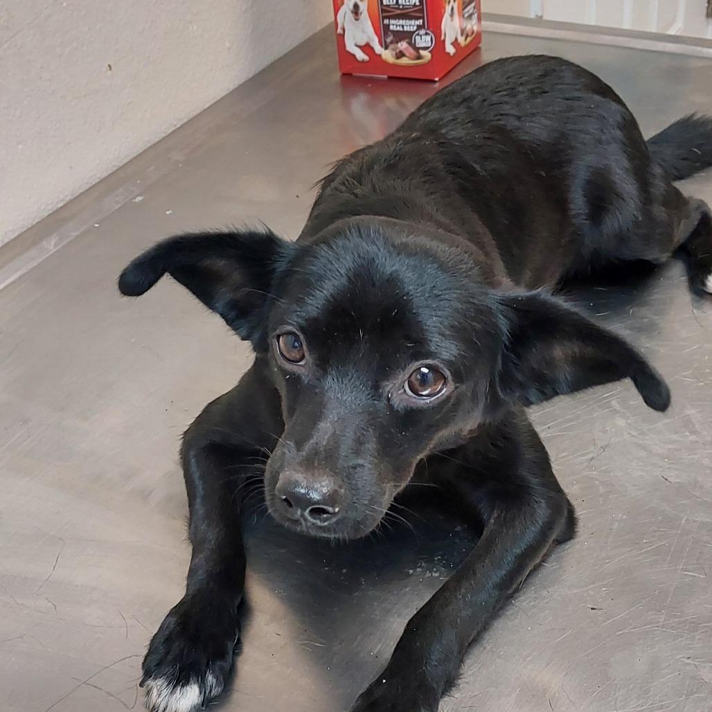 Enlarge Scrump, a Adoptable Mixed Breed in Mocksville, NC image 1/2