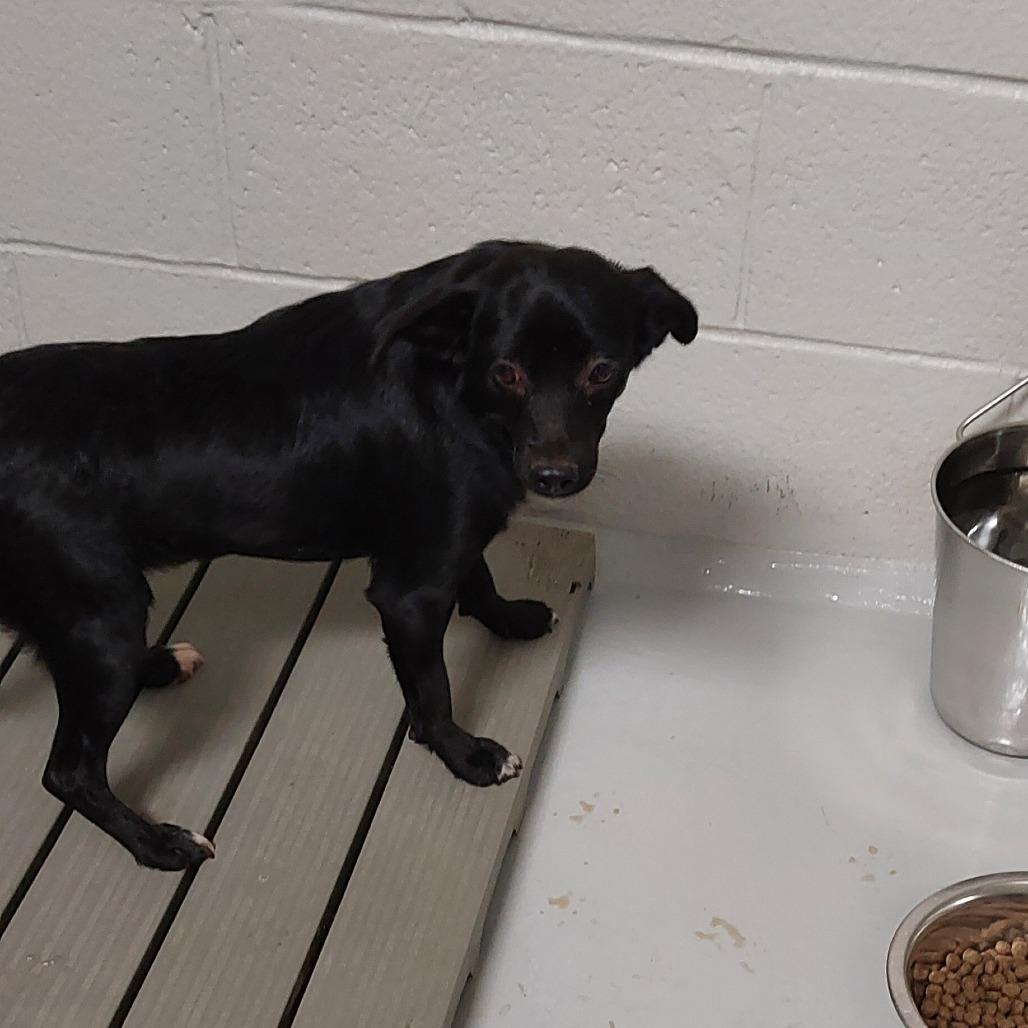 Enlarge Scrump, a Adoptable Mixed Breed in Mocksville, NC image 2/2