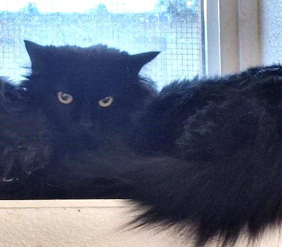 Enlarge Knight Rider, a Adoptable mixed breed in Grand Junction, CO image 1/2