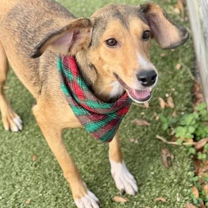 Ester, Adoptable, Adult Female Hound & Mixed Breed.