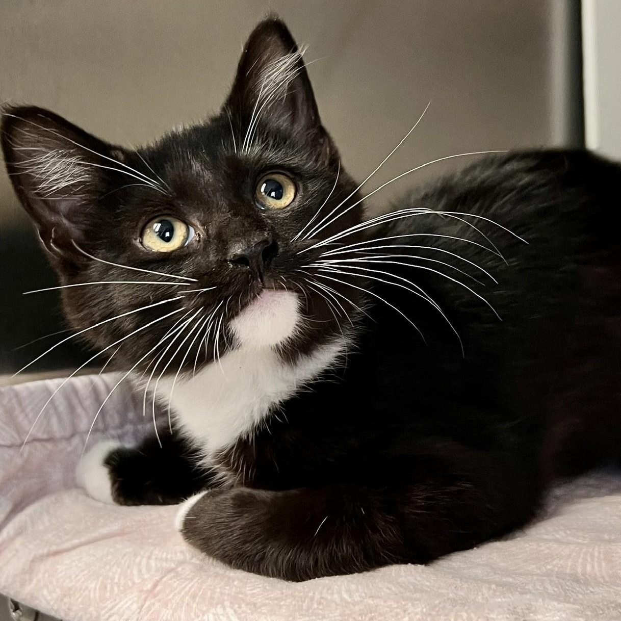 Diva, ADOPTABLE, Young Female Domestic Short Hair.