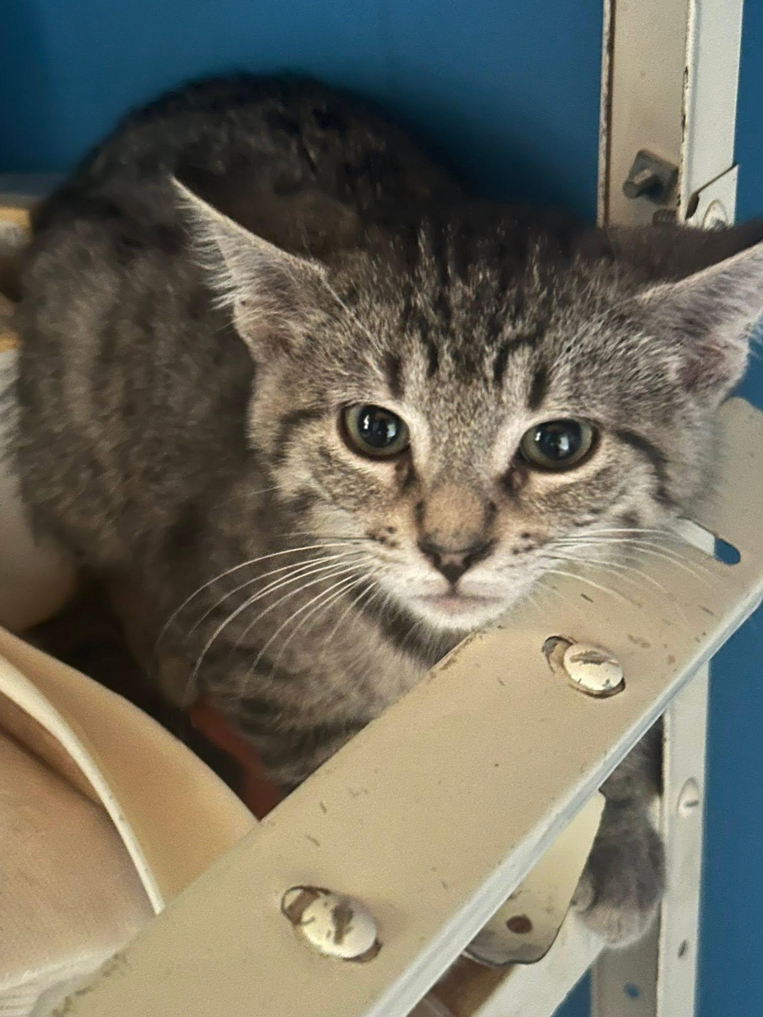 Enlarge Forest, a Adoptable Tabby in Winnipeg, MB image 1/1