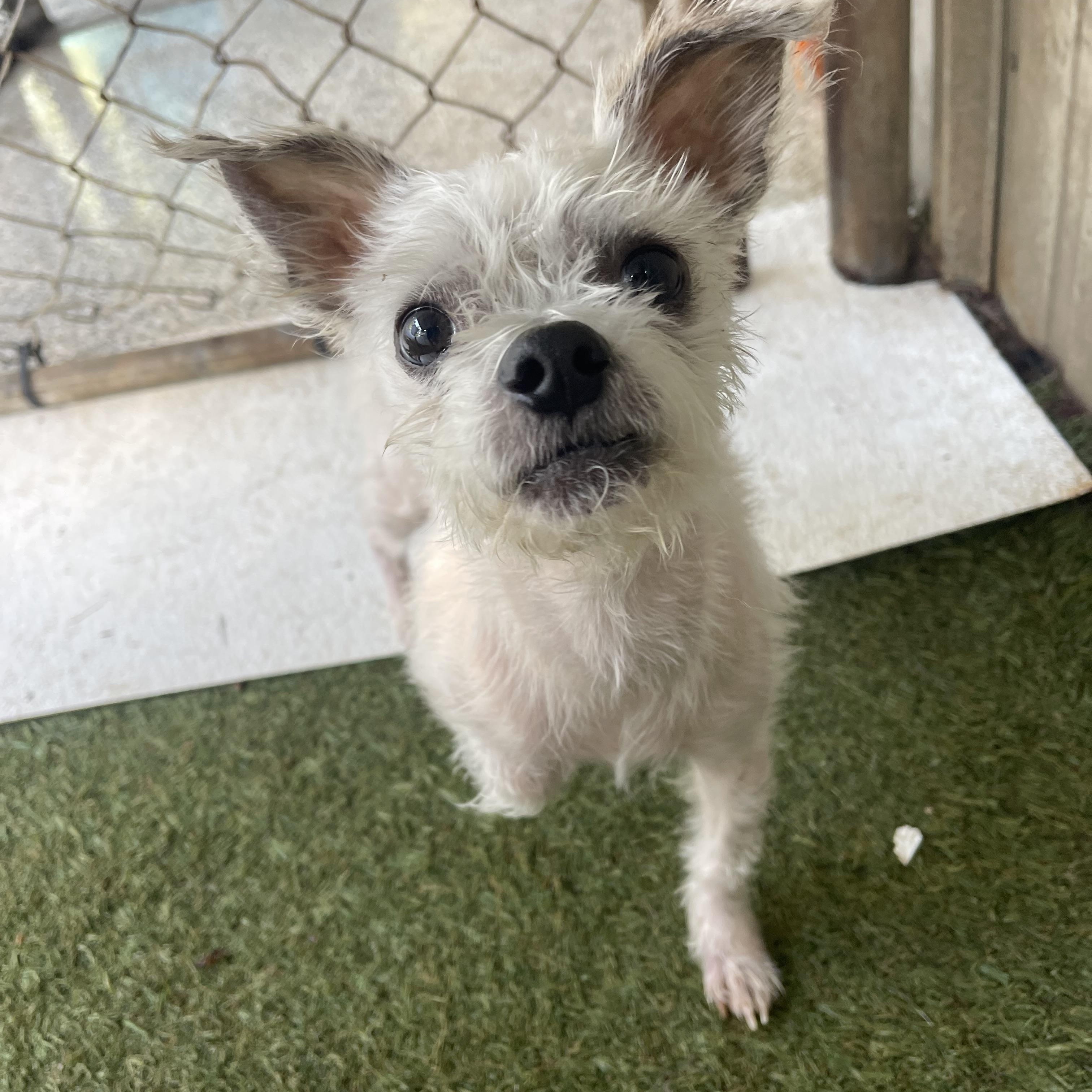 Neo, a ADOPTABLE mixed breed in Baton Rouge, LA image 5/5