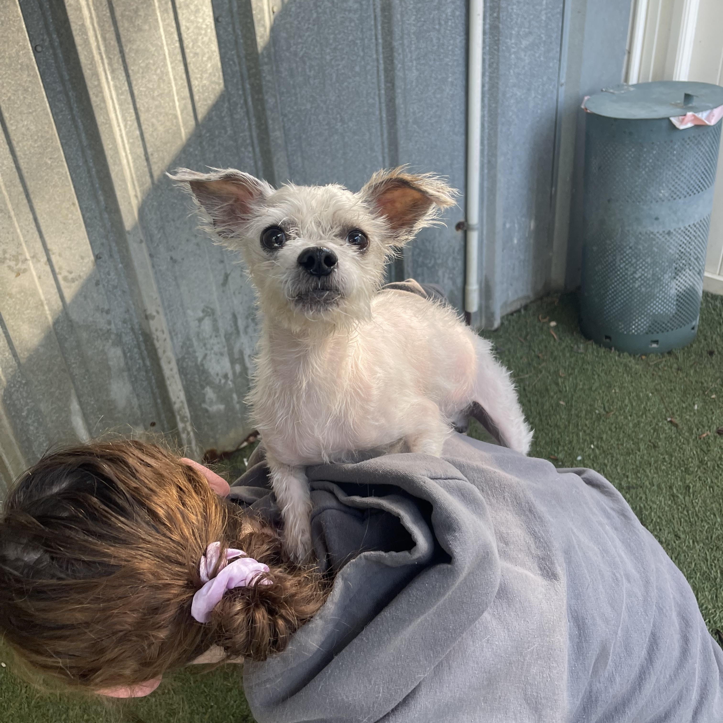 Neo, a ADOPTABLE mixed breed in Baton Rouge, LA image 2/5