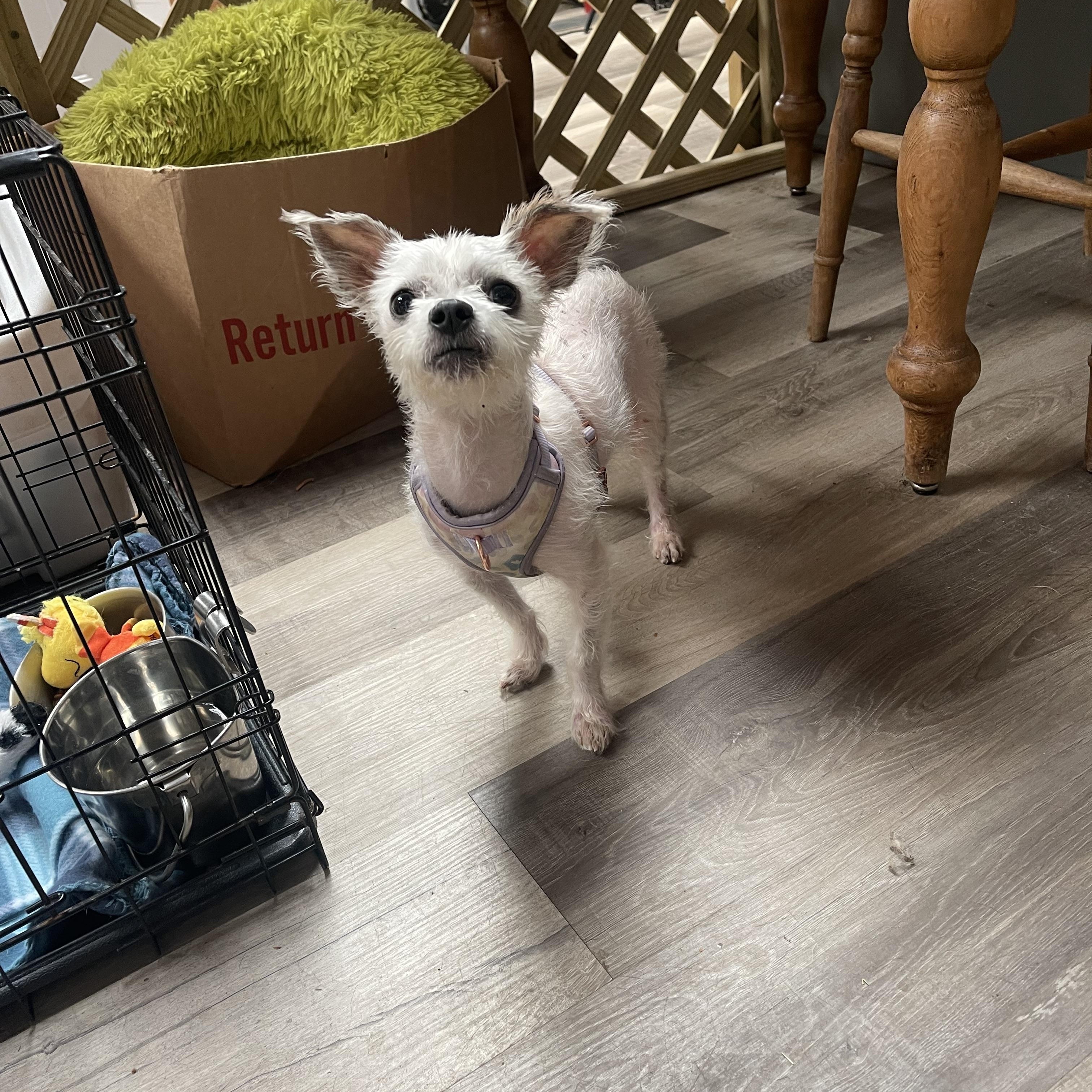 Neo, a ADOPTABLE mixed breed in Baton Rouge, LA image 3/5