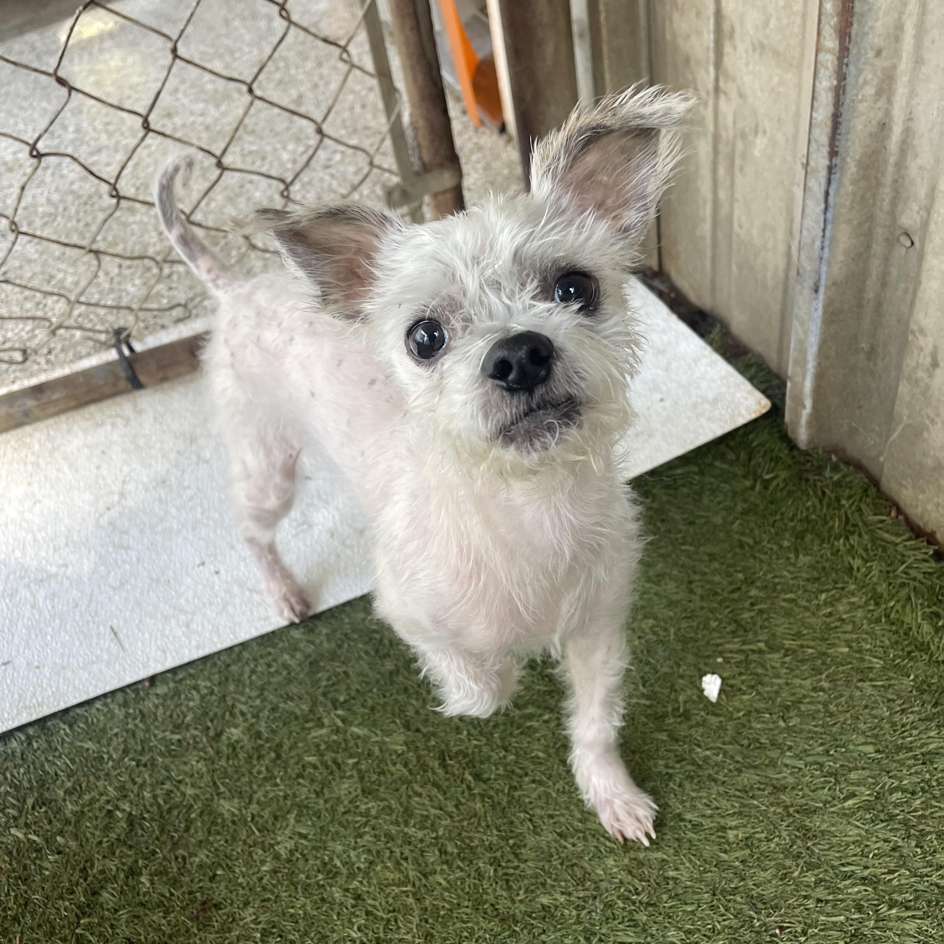 Neo, ADOPTABLE, Adult Male Maltese.