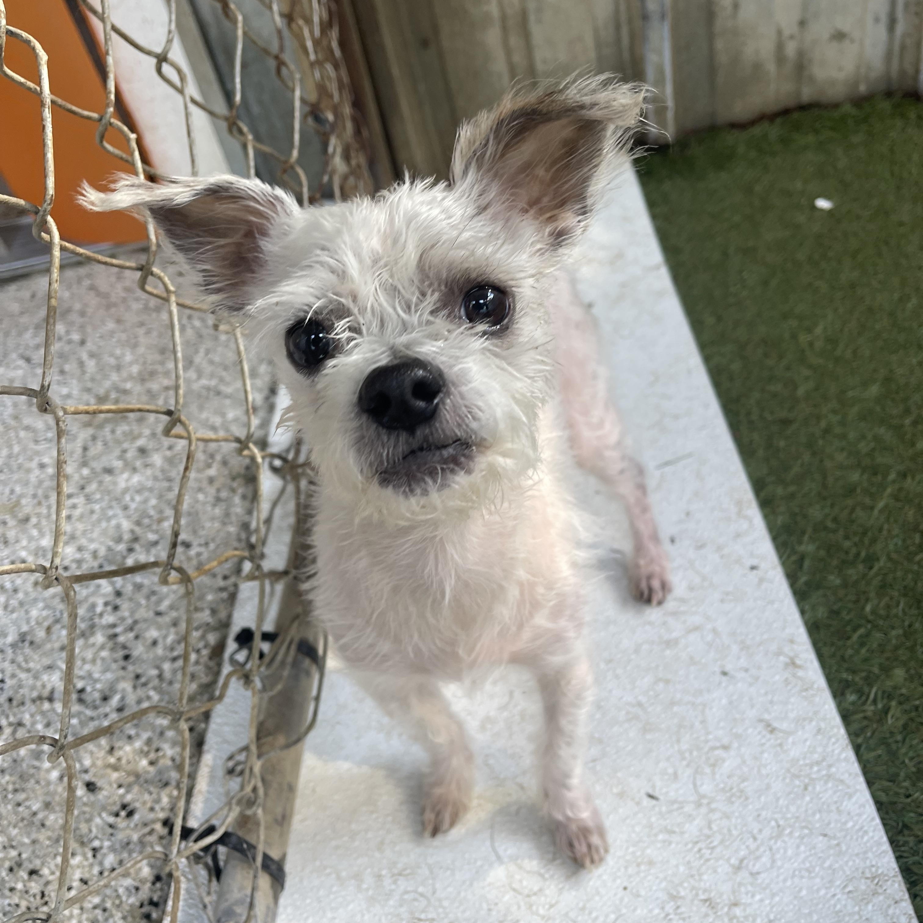 Neo, a ADOPTABLE mixed breed in Baton Rouge, LA image 4/5