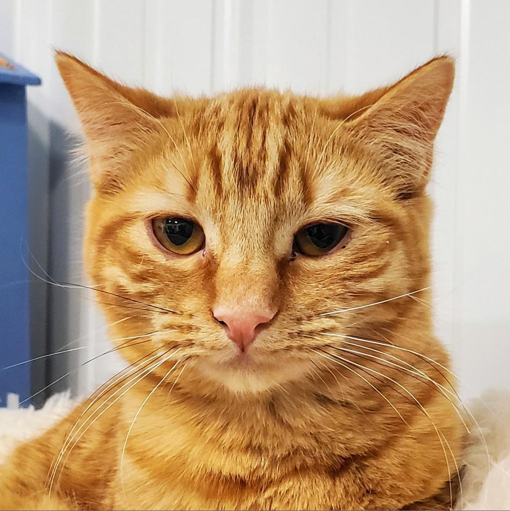 Wynona, Adoptable, Adult Female Domestic Short Hair.