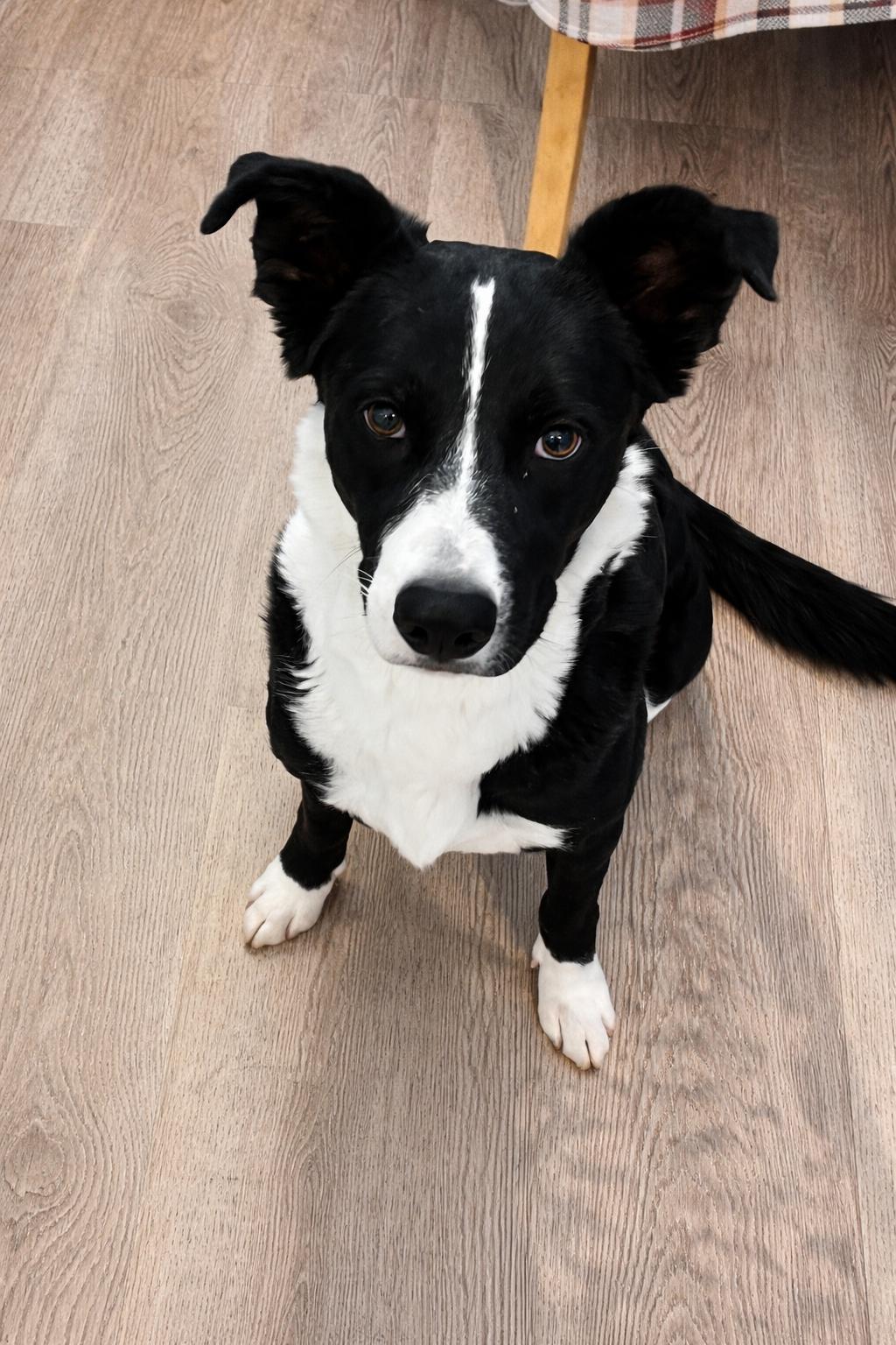 Princess, an adopted mixed breed in Danbury, CT image 2/2