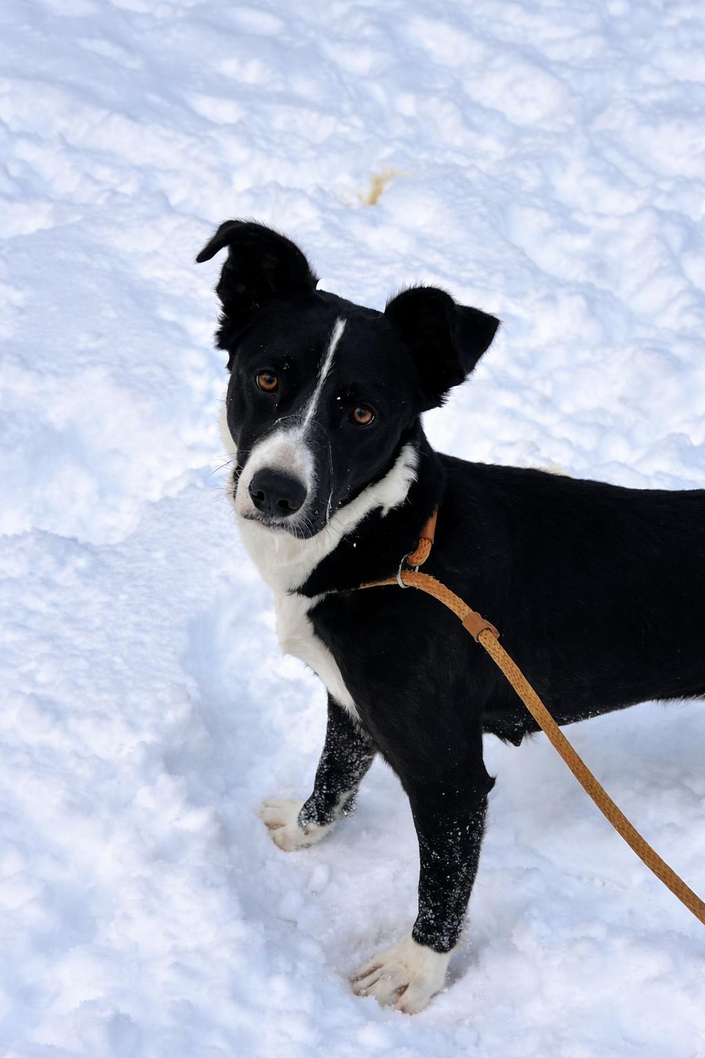 Princess, adopted, Young Female Border Collie.