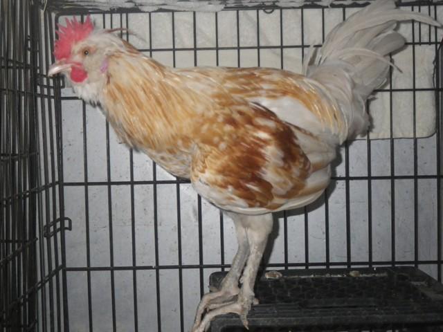 ROO PAUL, Adoptable, Young Male Chicken.