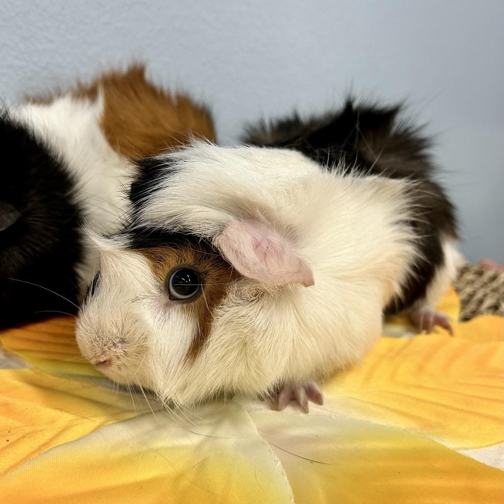 Enlarge Mello, a Adoptable Guinea Pig in Las Vegas, NV image 2/4