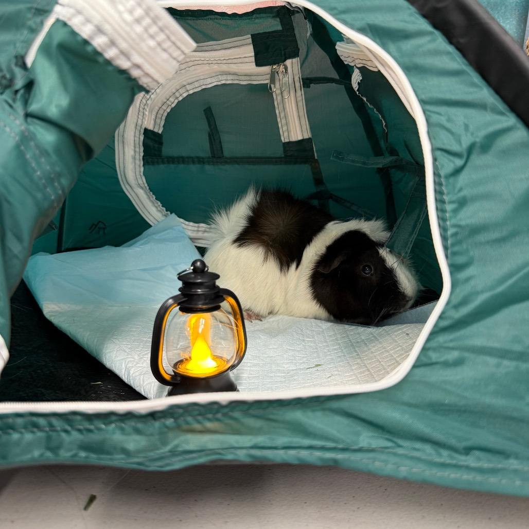 Enlarge Mello, a Adoptable Guinea Pig in Las Vegas, NV image 4/4