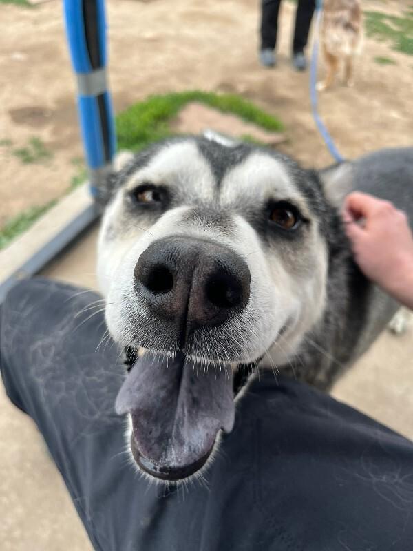 Angus, a Adoptable mixed breed in Fort Collins, CO image 4/6