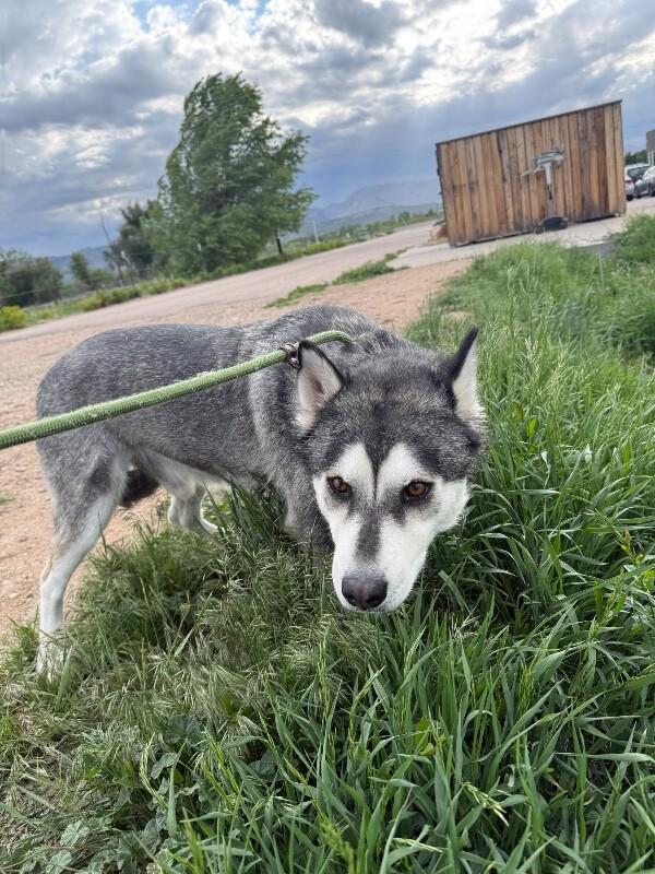 Angus, a Adoptable mixed breed in Fort Collins, CO image 5/6