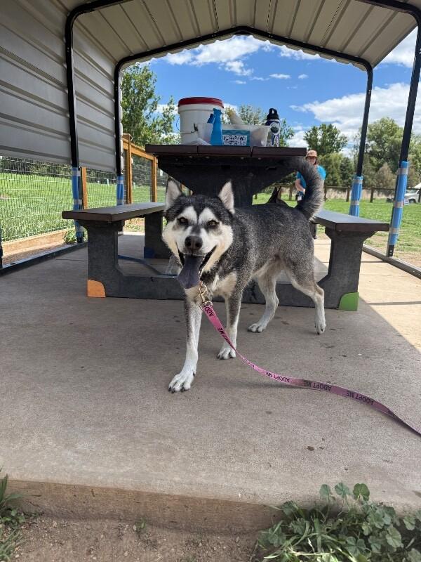 Angus, a Adoptable mixed breed in Fort Collins, CO image 6/6