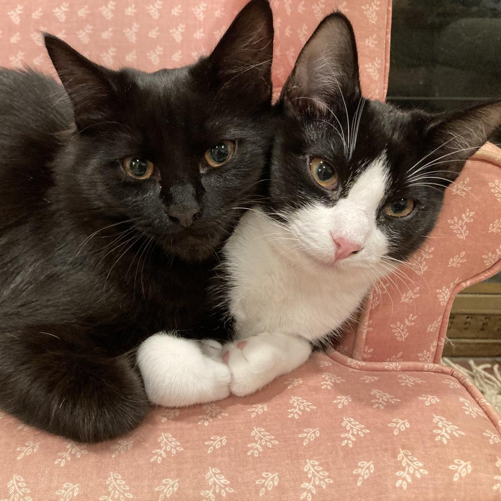 Enlarge Chico, a Adoptable Domestic Short Hair in Ashland, OR image 2/3