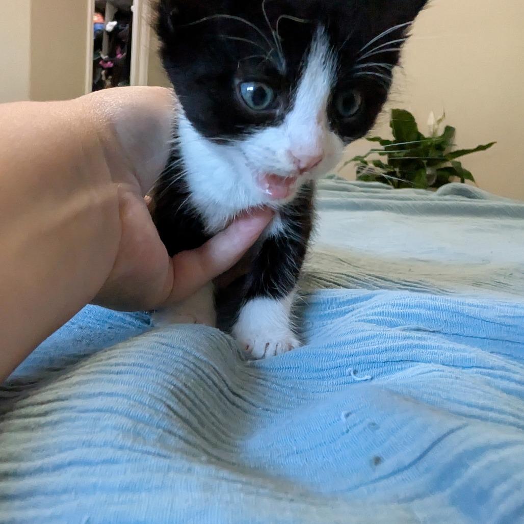 Enlarge Chico, a Adoptable Domestic Short Hair in Ashland, OR image 3/3