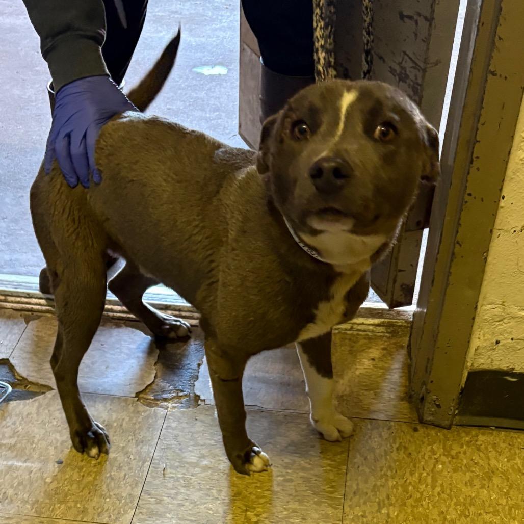 Enlarge Praitor, a Adoptable Pit Bull Terrier in Birmingham, AL image 1/2