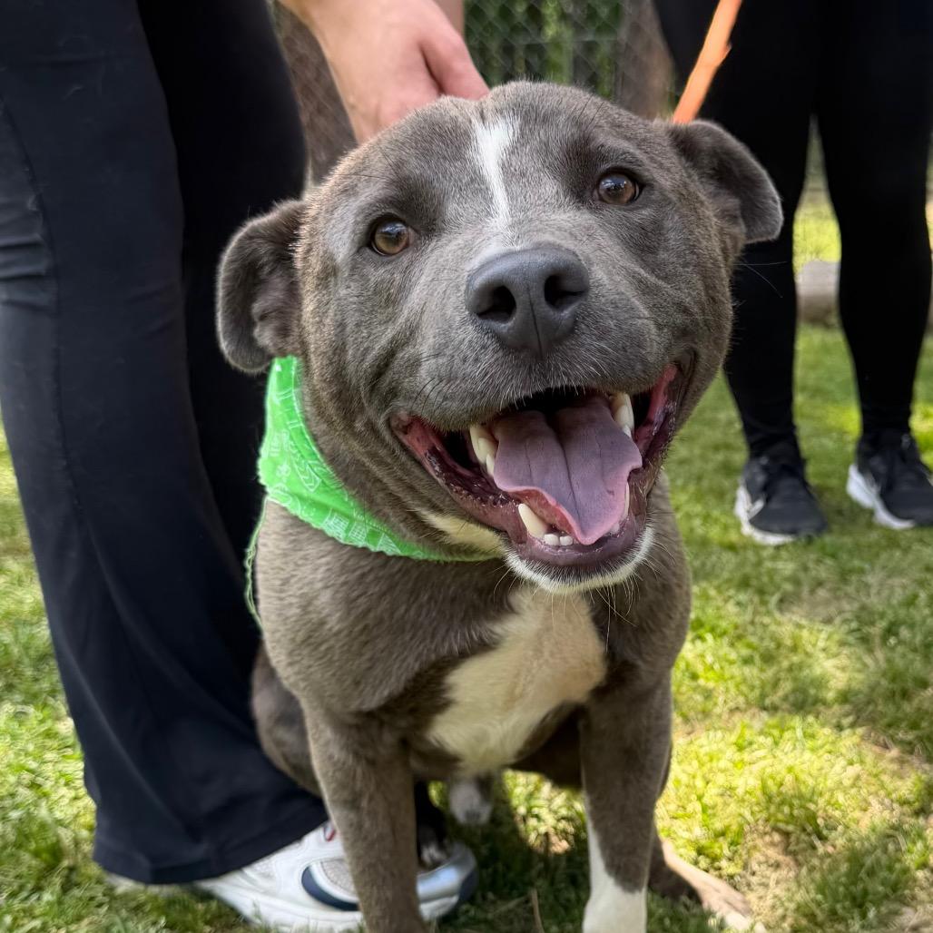 Enlarge Praitor, a Adoptable Pit Bull Terrier in Birmingham, AL image 2/2