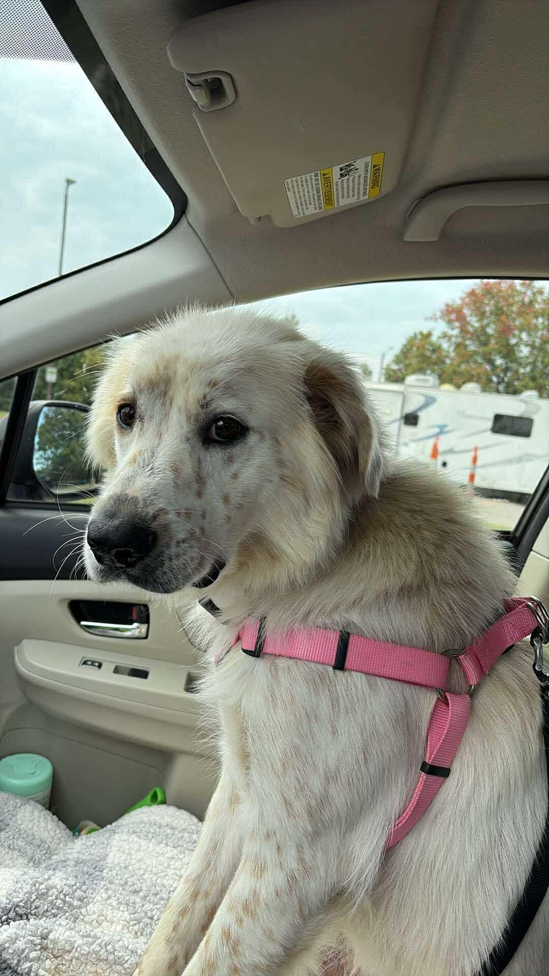 Enlarge Freya!, a Adoptable Australian Shepherd in Croydon, NH image 1/3