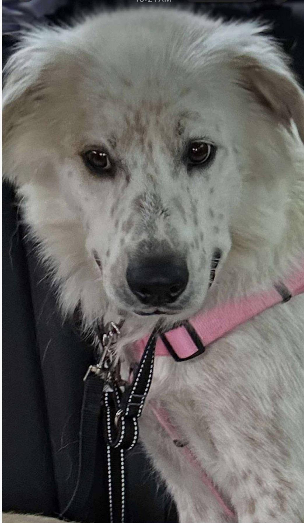 Enlarge Freya!, a Adoptable Australian Shepherd in Croydon, NH image 2/3