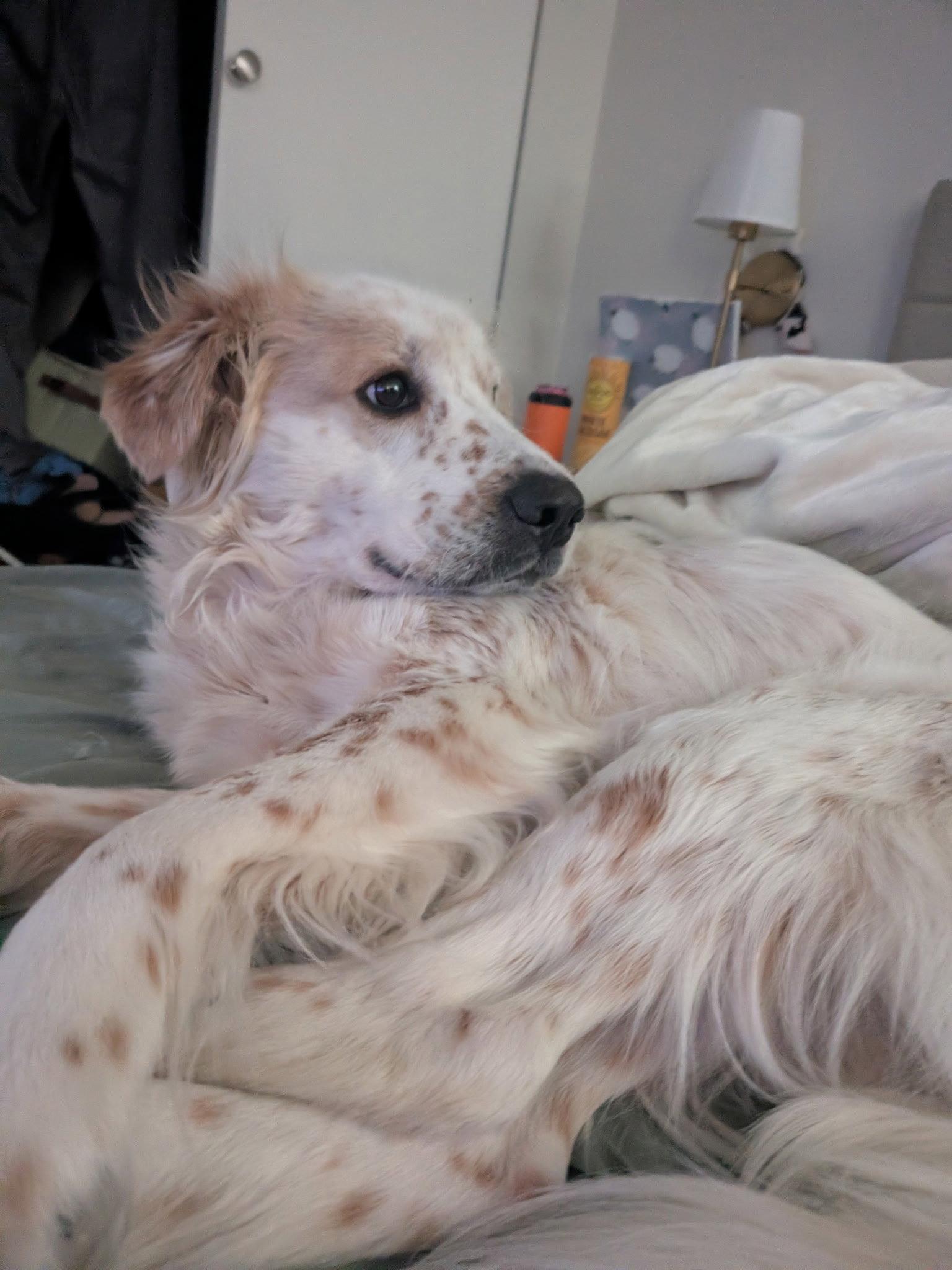 Enlarge Freya!, a Adoptable Australian Shepherd in Croydon, NH image 3/3