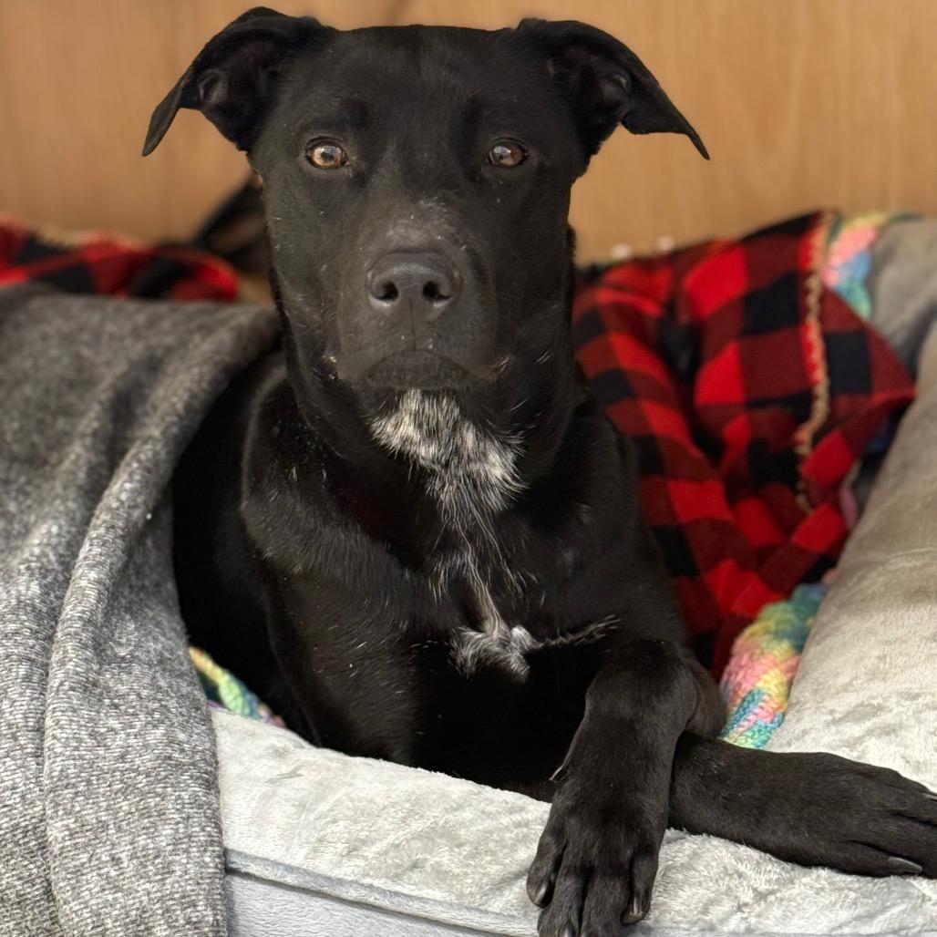 England, Adoptable, Young Female Labrador Retriever & Terrier.