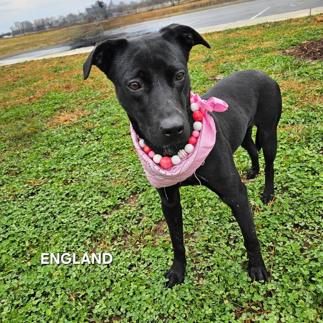 Enlarge England, a Adoptable mixed breed in Madisonville, TN image 2/6