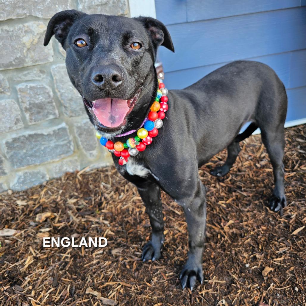 Enlarge England, a Adoptable mixed breed in Madisonville, TN image 3/6