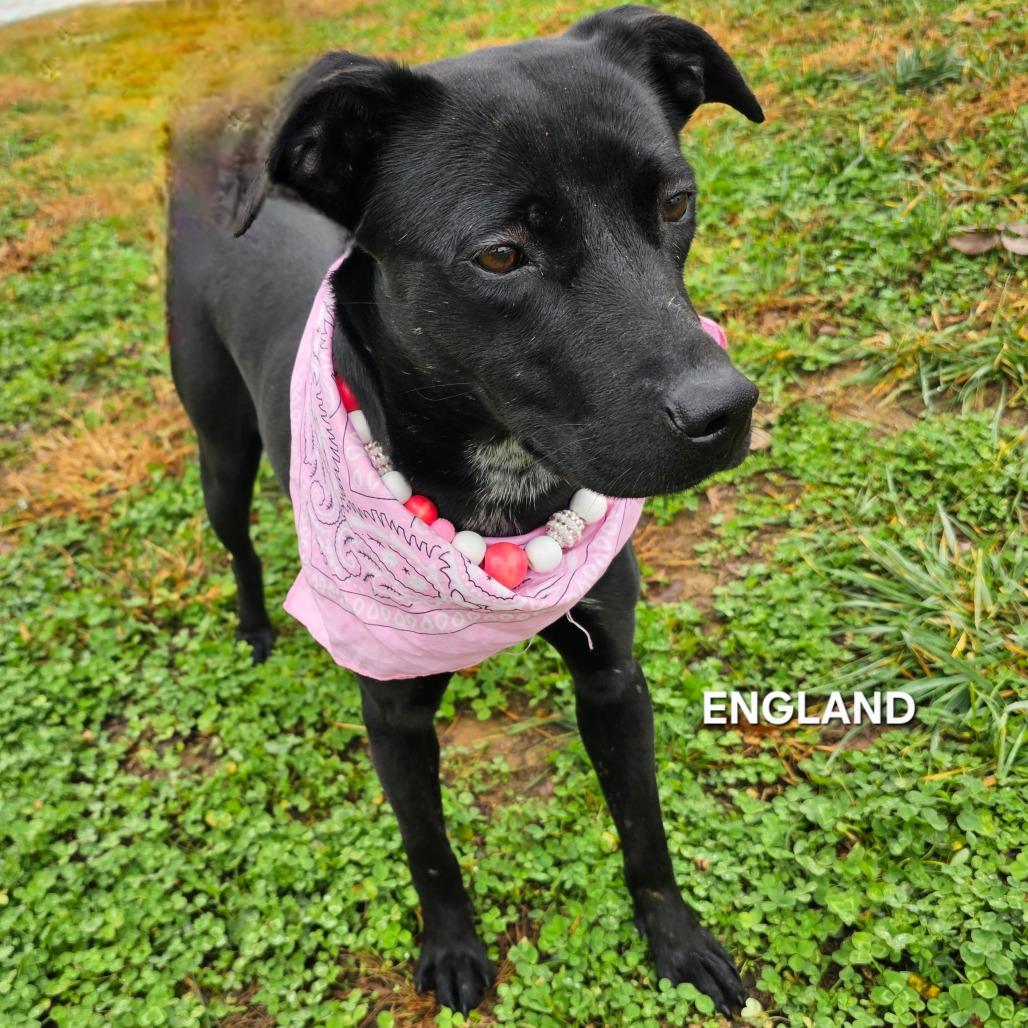 Enlarge England, a Adoptable mixed breed in Madisonville, TN image 4/6
