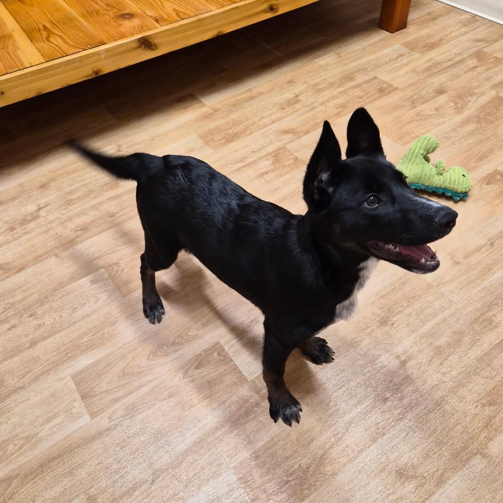 Enlarge Sweet Pea, a Adoptable mixed breed in Woodstock, IL image 1/3
