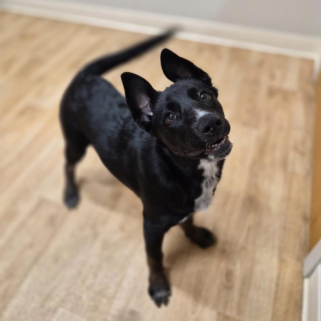 Enlarge Sweet Pea, a Adoptable mixed breed in Woodstock, IL image 2/3