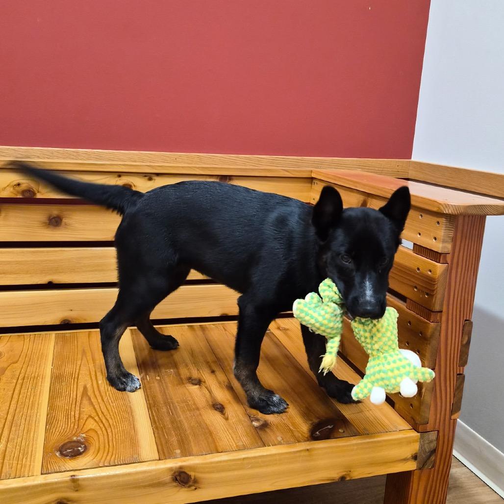 Enlarge Sweet Pea, a Adoptable mixed breed in Woodstock, IL image 3/3