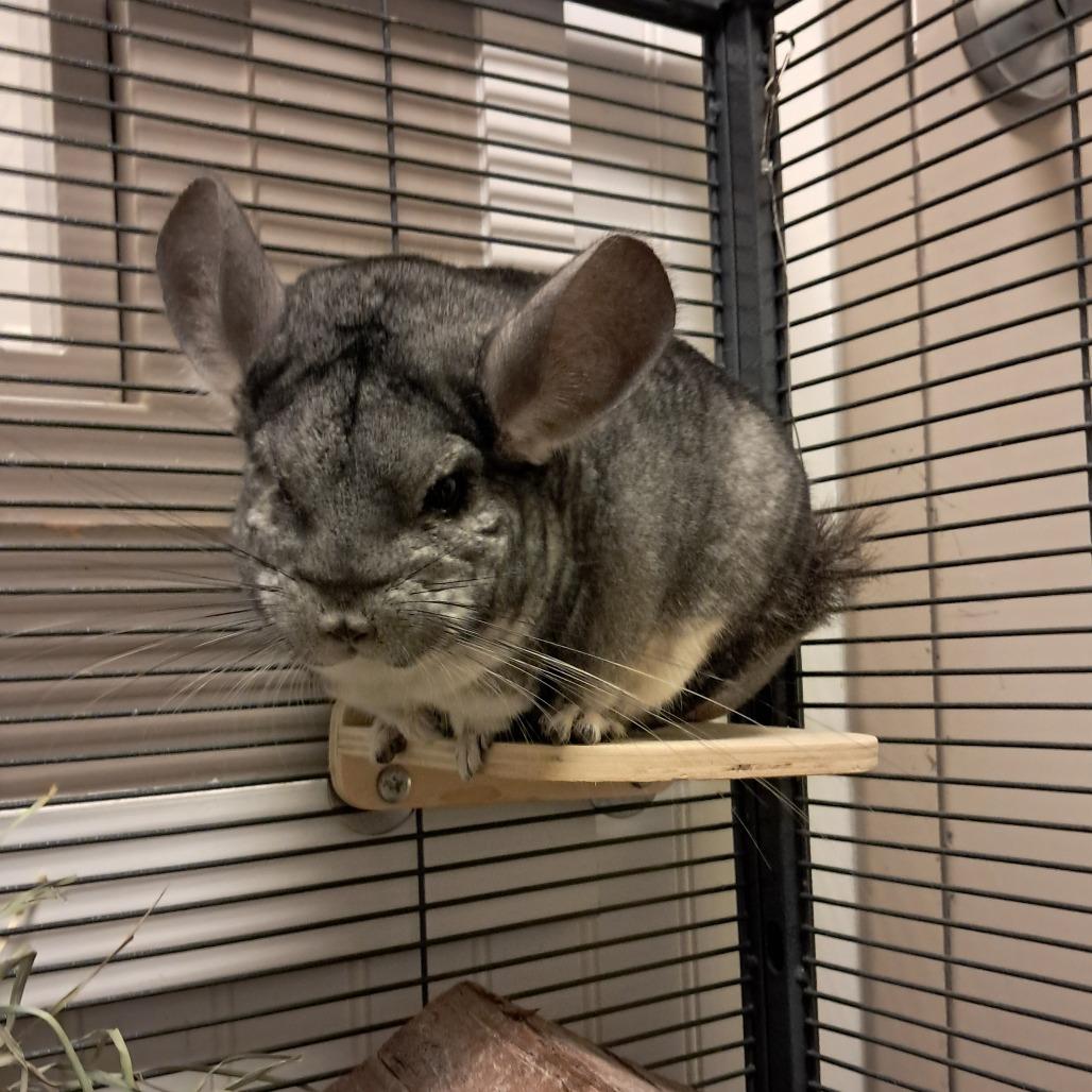 Jorge, Adoptable, Adult Male Chinchilla.