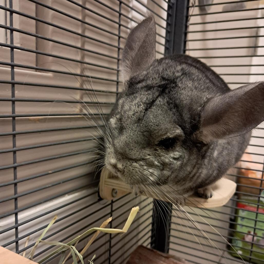 Enlarge Jorge, a Adoptable Chinchilla in Concord, NH image 2/3