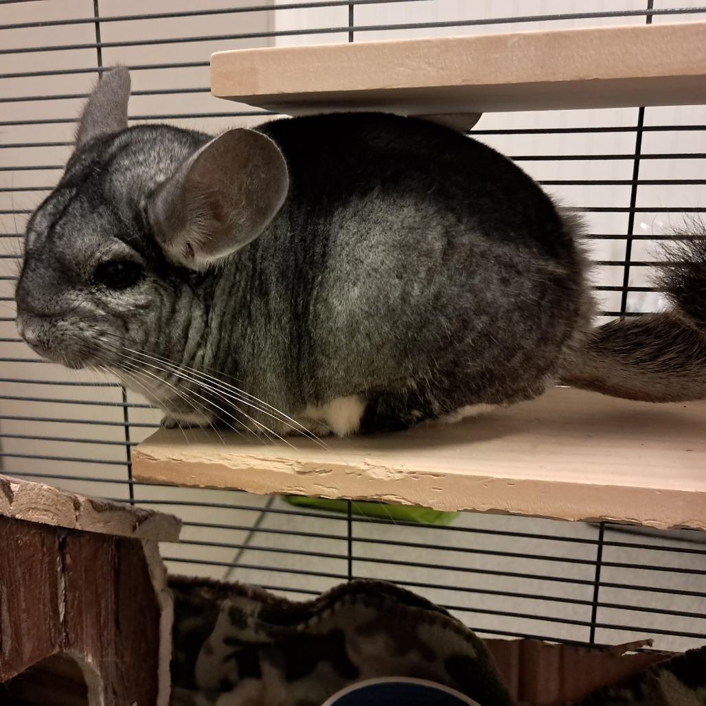 Enlarge Jorge, a Adoptable Chinchilla in Concord, NH image 3/3