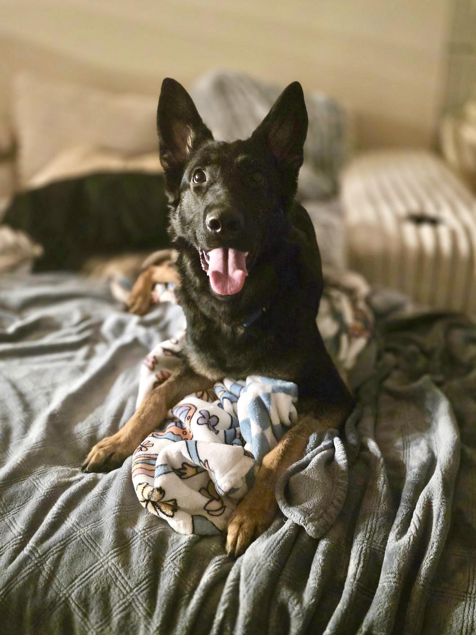 Enlarge Rooster, a ADOPTABLE German Shepherd Dog in New Orleans, LA image 2/2