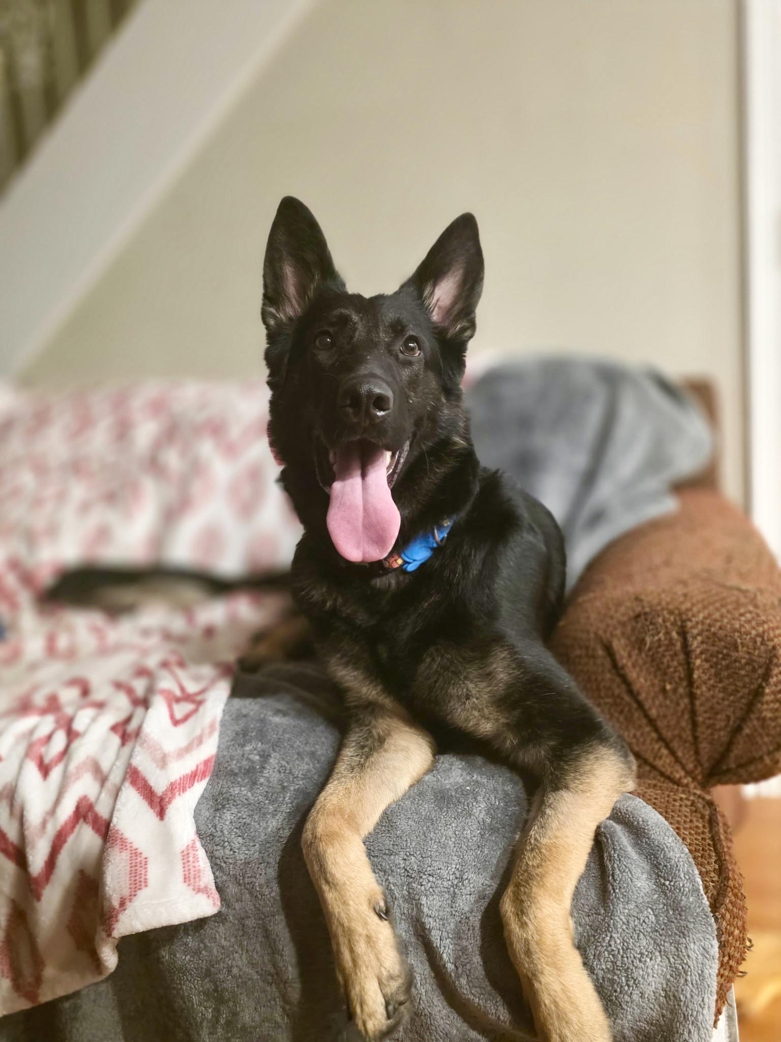 Rooster, ADOPTABLE, Young Male German Shepherd Dog.
