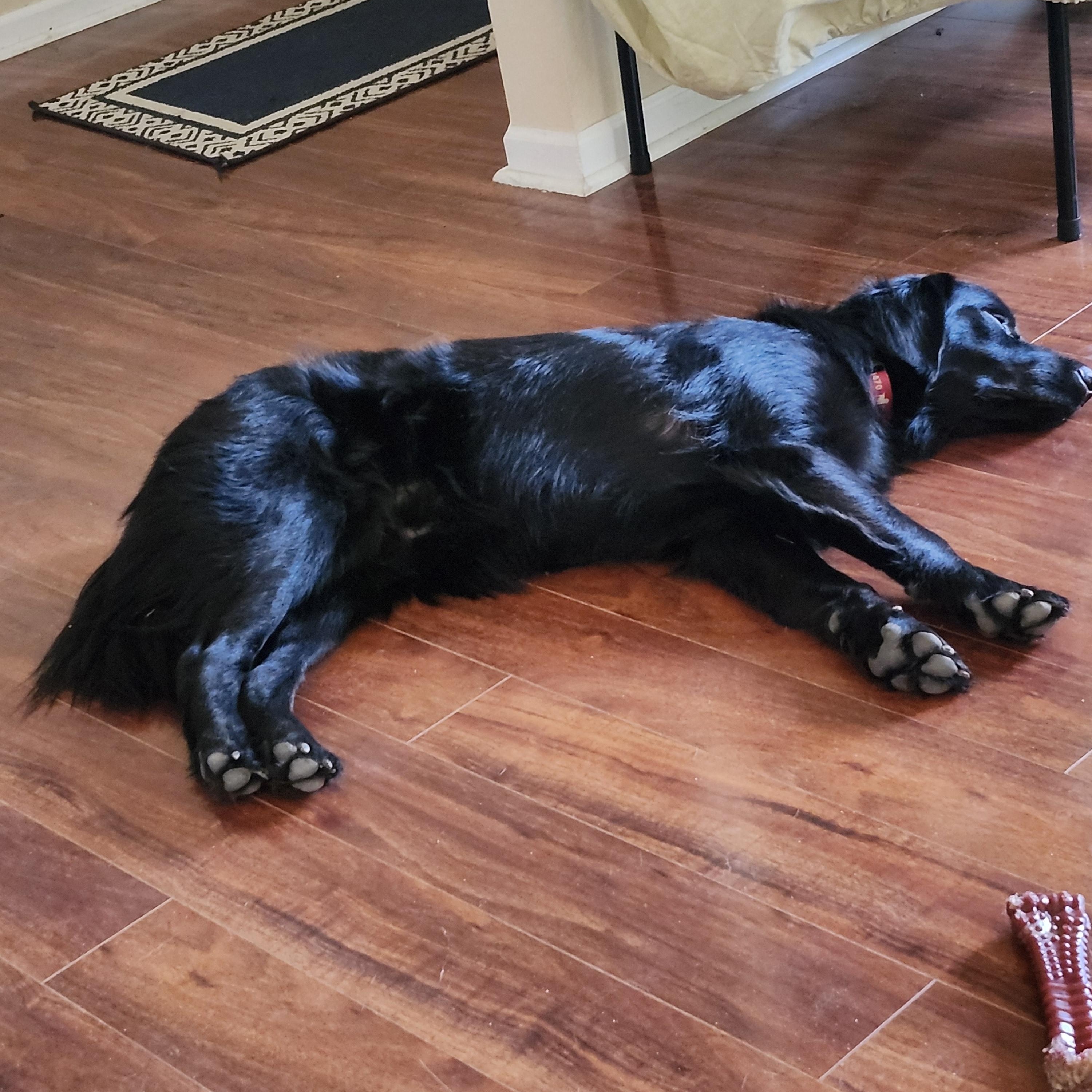 Finnegan, an adopted Labrador Retriever in Indianapolis, IN image 4/5