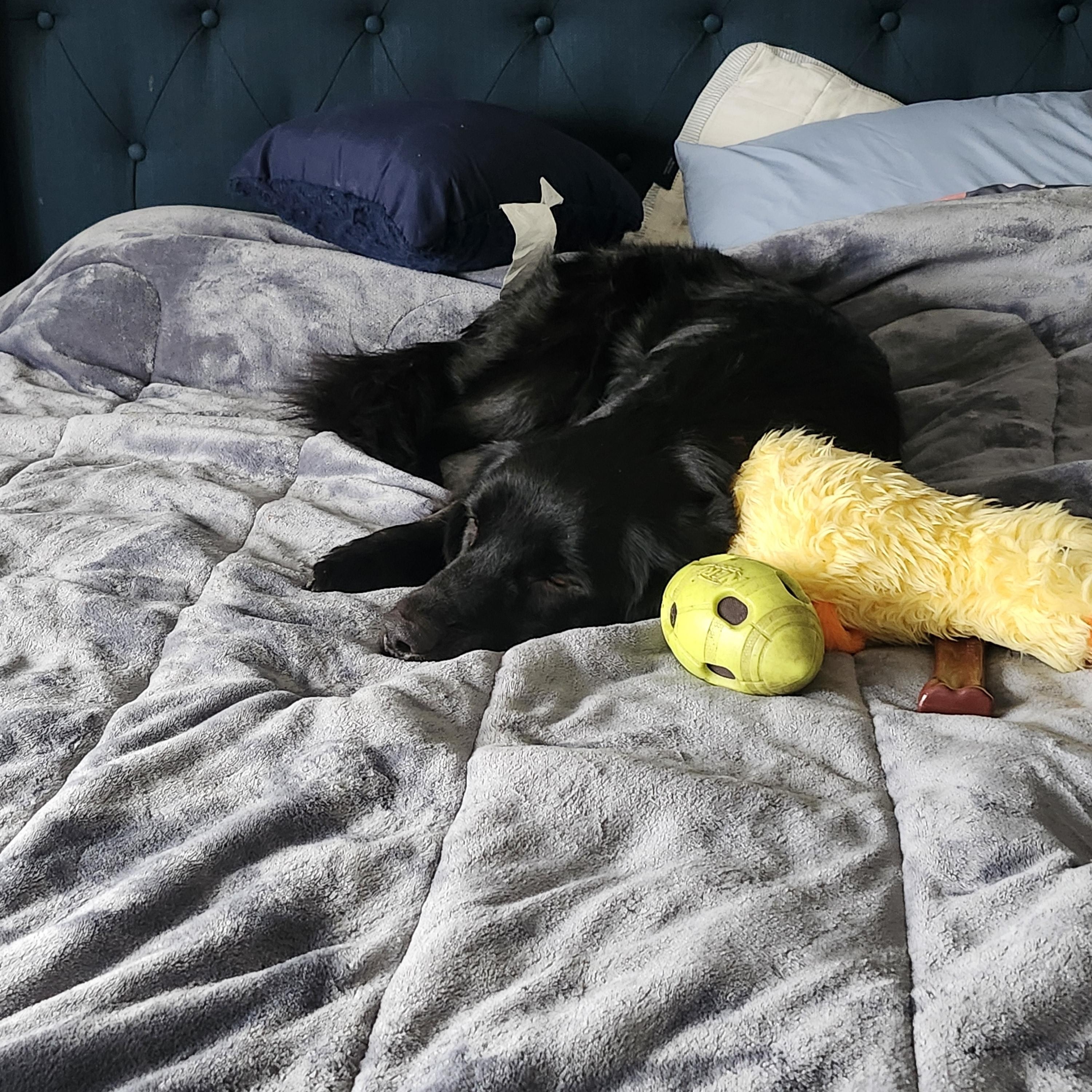 Finnegan, an adopted Labrador Retriever in Indianapolis, IN image 5/5