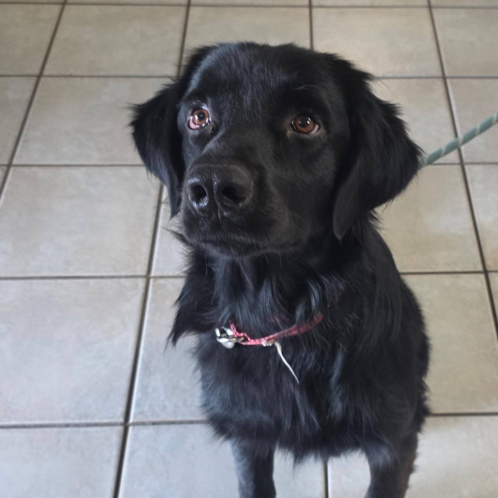Finnegan, an adopted Labrador Retriever in Indianapolis, IN image 3/5