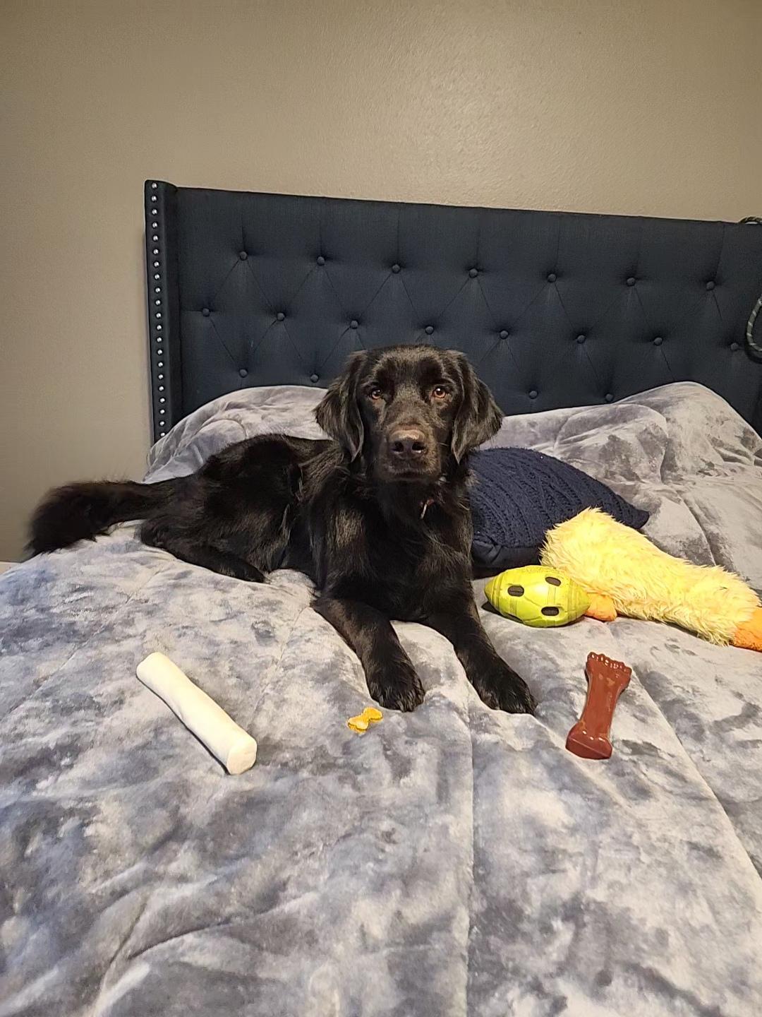 Finnegan, an adopted Labrador Retriever in Indianapolis, IN image 2/5