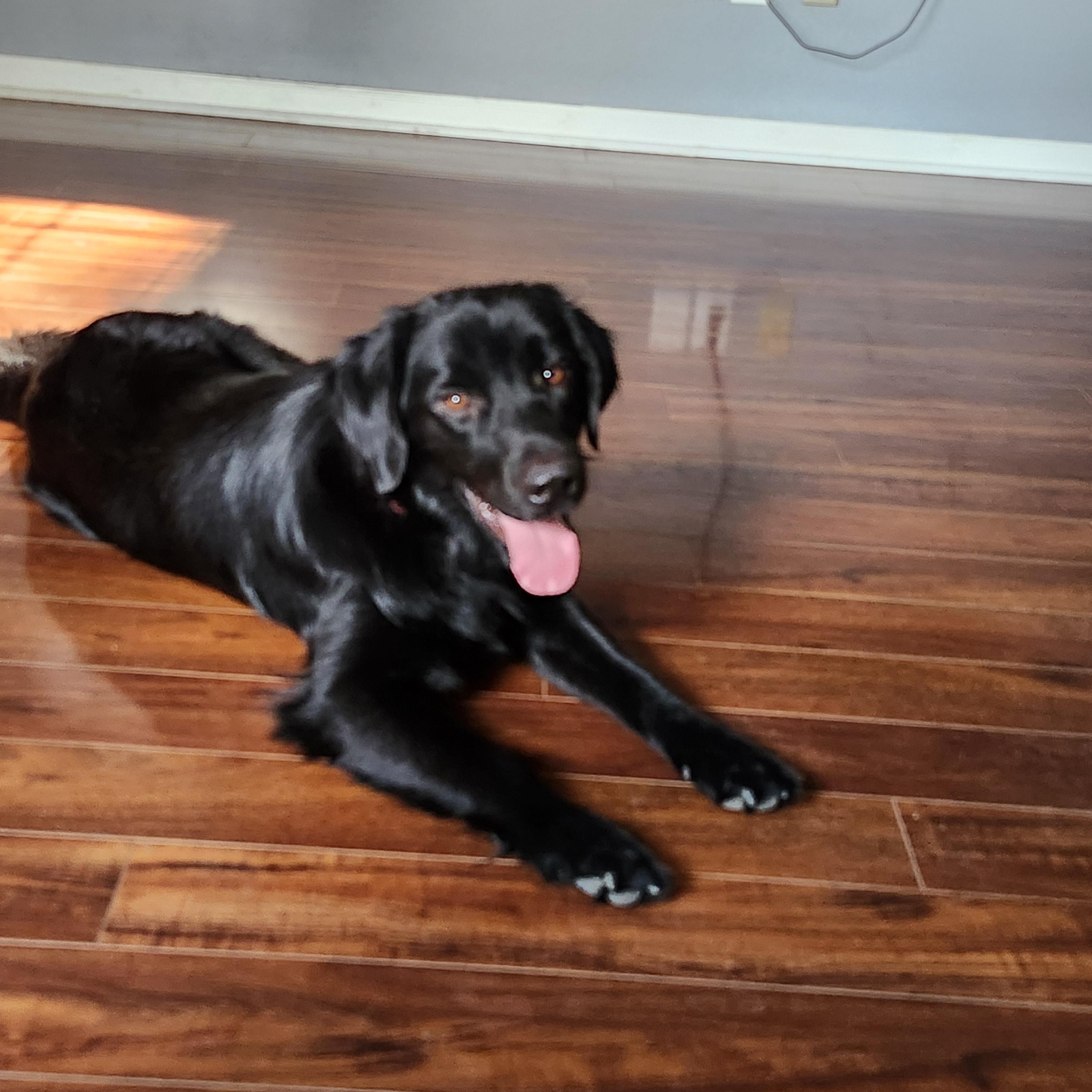 Finnegan, adopted, Young Male Labrador Retriever.