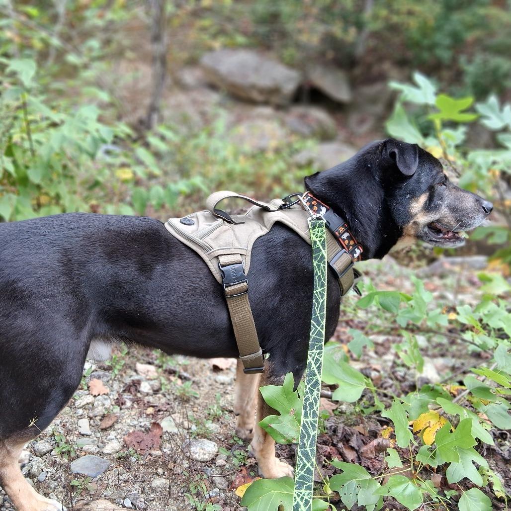 Enlarge Bruno (FKA Zoinks), a Adoptable mixed breed in Charlottesville, VA image 1/6