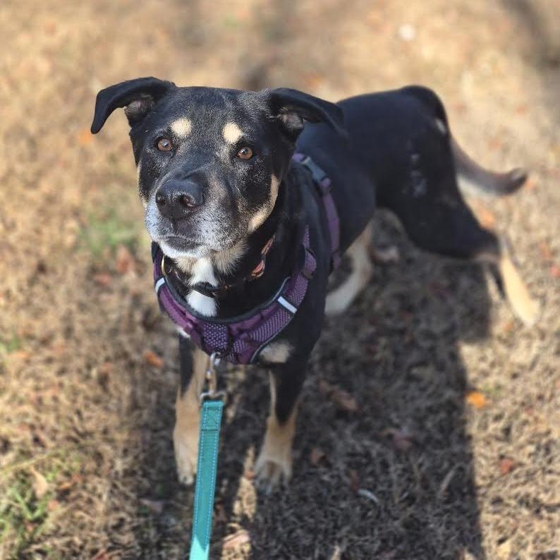 Enlarge Bruno (FKA Zoinks), a Adoptable mixed breed in Charlottesville, VA image 4/6