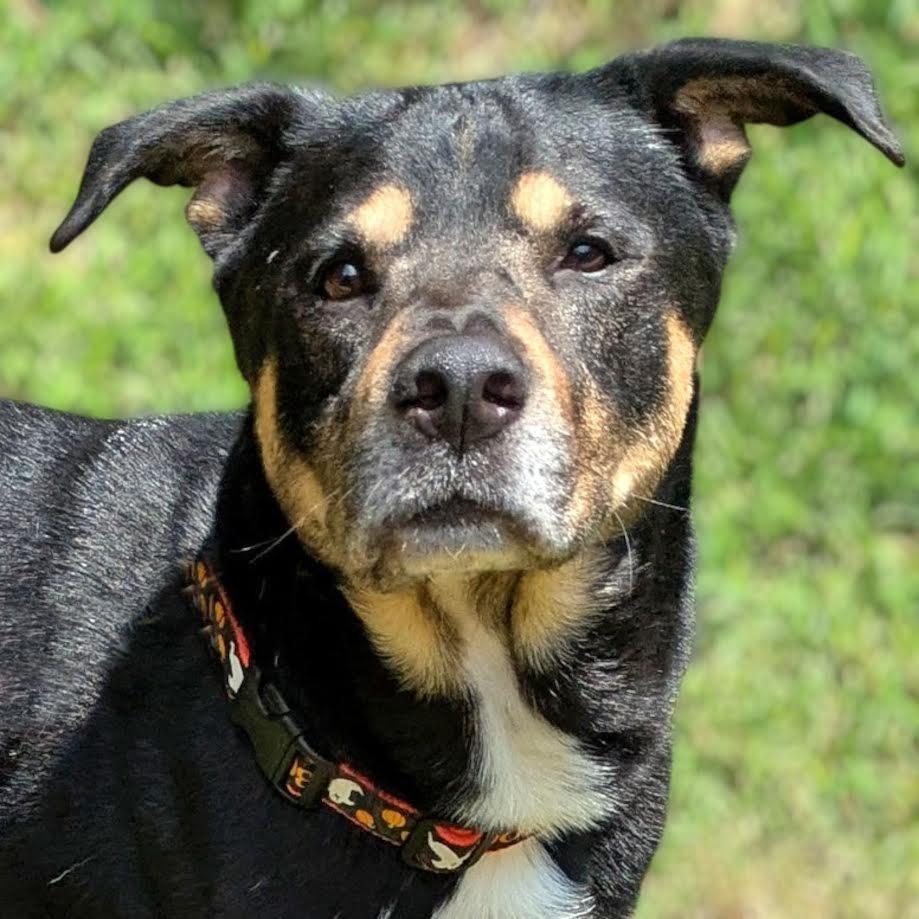 Enlarge Bruno (FKA Zoinks), a Adoptable mixed breed in Charlottesville, VA image 5/6