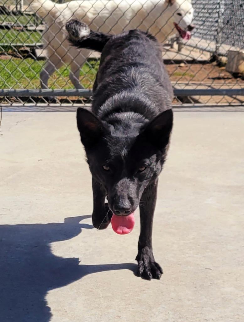 Alma, a Adoptable Australian Cattle Dog / Blue Heeler in Viroqua, WI image 1/6
