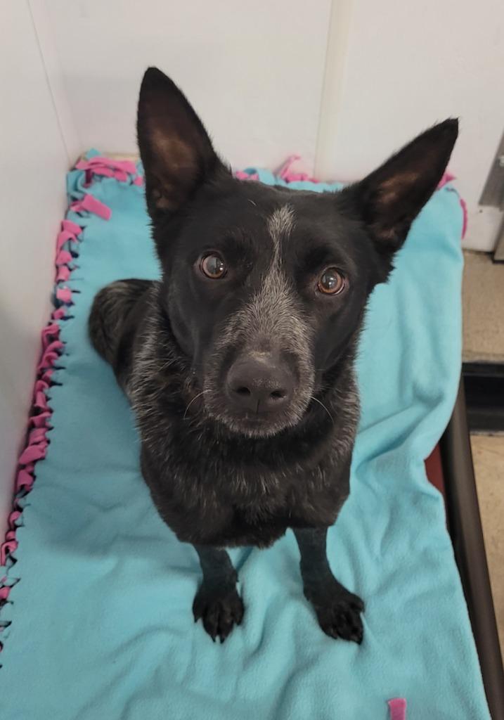 Alma, a Adoptable Australian Cattle Dog / Blue Heeler in Viroqua, WI image 2/6