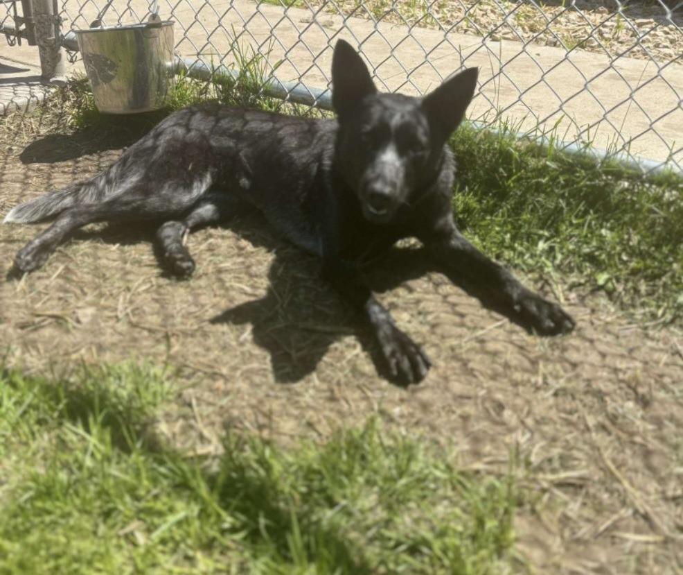 Alma, a Adoptable Australian Cattle Dog / Blue Heeler in Viroqua, WI image 3/6